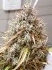 January 7 SCC bud.jpg