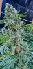 modified macberry moonshine - cannaessentials -3.jpg