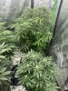 F0C0435D-6B50-4368-8BDF-47BBB7D66C92.jpeg