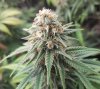 Cannalope Haze.jpg