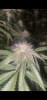 156D5B8B-4936-44F6-8FA2-B9D417B22303.png 156D5B8B-4936-44F6-8FA2-B9D417B22303.png