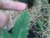 DSC00468.jpg