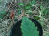 DSC00467.jpg