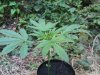 DSC00465.jpg
