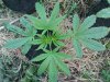 DSC00462.jpg