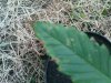 DSC00461.jpg