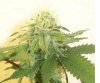 week 5 - PK 2nd top close up.jpg
