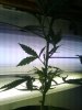 2009-08-15 22.42.56_t.jpg