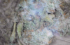 mold2.png