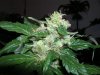 DSCN6955.jpg