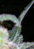 DSCN69531.jpg