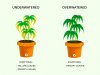 How-often-to-Water-Cannabis.jpg
