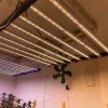 phlizon_grow_light (3).jpg phlizon_grow_light (3).jpg