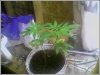 Plant3.jpg
