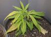 clone1-81709.jpg