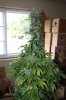 august 09 059.jpg