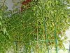 DSC01734.JPG