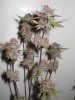 plant.JPG