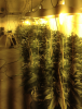 flower room.png flower room.png