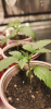 moonwalker og x ubc chemo 02.png moonwalker og x ubc chemo 02.png