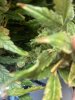 IMG_3285.jpeg