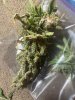 IMG_3294.jpeg
