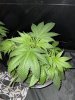 IMG_2403.jpeg