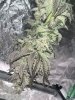 IMG_2781.jpeg