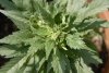 white widow.jpg