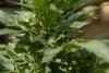 white widow starting to bud.jpg