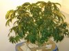 aug 18 bud 001.JPG