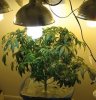 aug 18 bud 005.JPG
