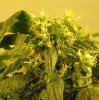 Bud pics aug 17 001.JPG