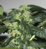 Bud pics aug 17 008.JPG