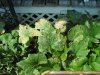 vegie garden 01 004.jpg vegie garden 01 004.jpg