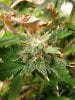 plant2_closeup_04.JPG plant2_closeup_04.JPG