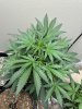 IMG_0163.jpeg