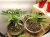 Resized_20230417_201818.jpeg