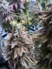 IMG_1817.jpeg