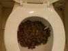 Police-photo-of-cannabis-in-toilet-313162435_526202536211632_9058603209107852203_n-e1666963014...jpg