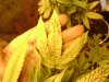 sick leaf 2.jpg