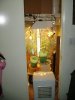 grow room.jpg