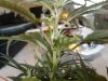 2009-08-15 08.48.38.jpg