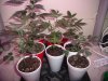 cheese, LSD , Cali Special, Kushberry, Big Bang, and G13Haze.jpg