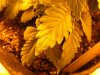 DSCF2183.jpg