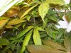 100_0027.jpg