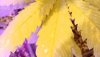 Yellowing.jpg Yellowing.jpg