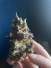 IMG_0487.jpeg