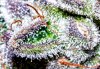 haole moonshine #13-7.jpg