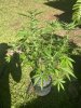 IMG_1119.jpeg